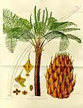 Form, leaves and reproductive structures of queen sago, Cycas circinalis