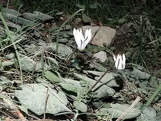 C.&nbsp;balearicum