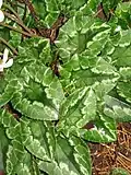 Typical leaves