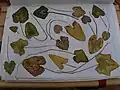 Leaves collected on Zakynthos, showing range of leaf shapes