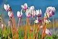 Short flowers with wide noses
