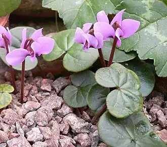 C.&nbsp;parviflorum