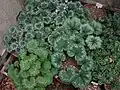 Varied leaf patterns at Tile Barn Nursery