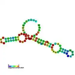Cyclic di-GMP-I riboswitch: Secondary structure for the riboswitch marked up by sequence conservation. Family RF01051.