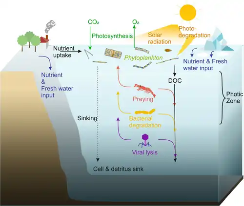 The viral shunt: Phytoplankton live in the photic zone of the ocean, where photosynthesis is possible. During photosynthesis, they assimilate carbon dioxide and release oxygen. For growth, phytoplankton cells depend on nutrients, which enter the ocean by rivers, continental weathering, and glacial ice meltwater on the poles. Phytoplankton release dissolved organic carbon (DOC) into the ocean. Since phytoplankton are the basis of marine food webs, they serve as prey for zooplankton, fish larvae and other heterotrophic organisms. They can also be degraded by bacteria or by viral lysis.[95]