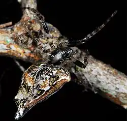 female