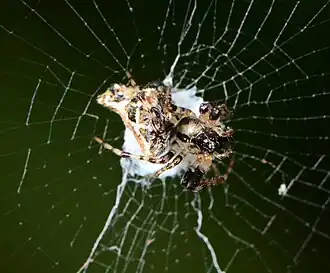 female