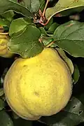 'Portugal' cultivar