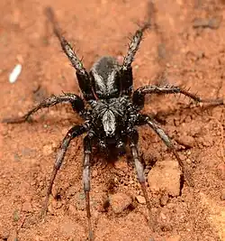 male