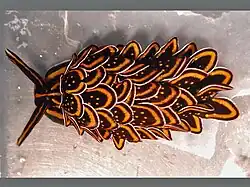 Dorsal view of Cyerce nigricans.