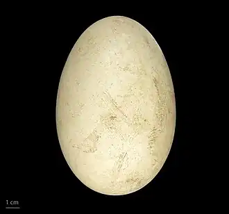 egg