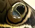 Detail of the eyespot