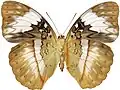 C. reinholdi vitalis female from CAR - ventral side