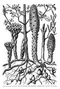 "Malteserschwamm" (with "Cytinus hypocistus" [sic], left) from Pflanzenleben: Erster Band: Der Bau und die Eigenschaften der Pflanzen, by Anton Joseph Kerner von Marilaun and Adolf Hansen (1913)