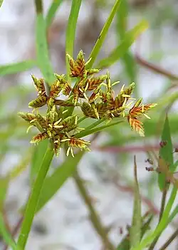 Cyperus dentatus, the toothed flatsedge, showing flowers with anthers in Plymouth County, Massachusetts, USA on July 5, 2022