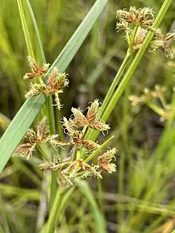 Cyperus dentatus, the toothed flatsedge, showing flowers with stigmas in Burlington County, New Jersey, USA on June 15, 2023