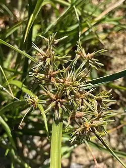 Cyperus dentatus, the toothed flatsedge, with bulblets in Grand Isle County, Vermont, USA on October 2, 2025
