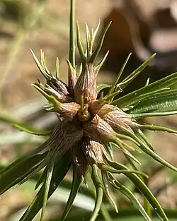 Cyperus dentatus, the toothed flatsedge, a close-up of bulblets in Grand Isle County, Vermont, USA on October 2, 2025