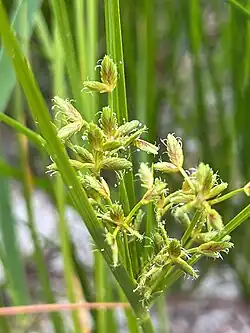 Cyperus lecontei, Le Conte's flatsedge, with flowers in Clay County, Florida, USA on May 8, 2025