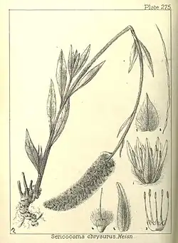 type of flower