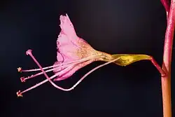 A pink thin flower with long stem