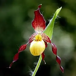 C.&nbsp;parviflorum var. parviflorum, showing pubescent bract and dark maroon sepals
