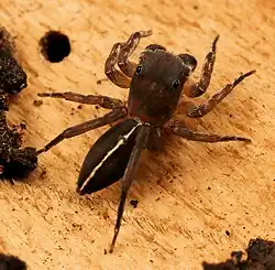 C. lineata