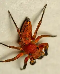 male