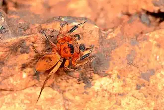male