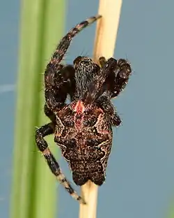 female from South Africa