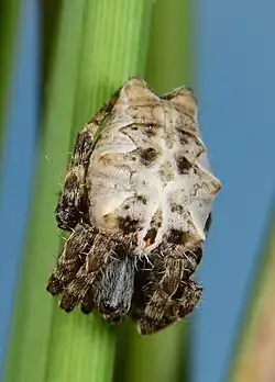 female from South Africa