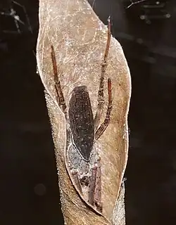 C. petersi