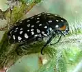 C. marginalis