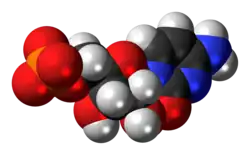 Space-filling model of the cytidine monophosphate molecule as anion (2- charge)