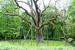 The Bartek Oak