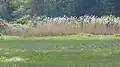 Shelduck use the Fields and nest in the cliffs.
