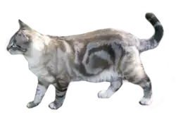 Black blotched tabby (US: lynx) point domestic shorthair