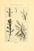 Photo illustration from Puget Sound Marine Station publications