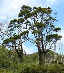 Two large trees sticking out of the background