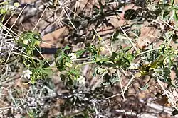 Dactyliandra is a genus of flowering plants belonging to the family Cucurbitaceae