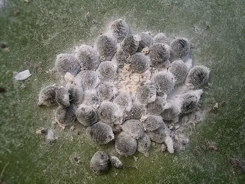 Cochineal insects were used to obtain purple colours