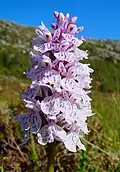 Dactylorhiza maculata
