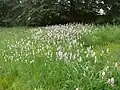 Dactylorhiza fuchsii Habitat