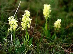 Dactylorhiza sambucina