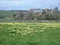 Typical wild daffodil field off the trail