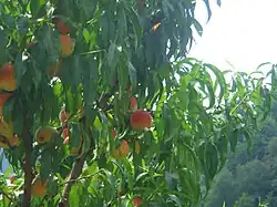 Dagomys peach tree