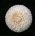 'Small World' (Pompon)