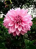 Dahlia, 2008 Rose Celebration, RBG