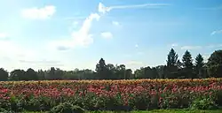Dahlia flowers
