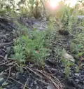 Sprouting after midsummer prescribed burn